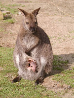 Megfigyelve a kengurut jött az ötlet a koraszülöttek kenguru módszeréhez.